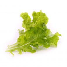 Veritable Lingot Eichblattsalat BIO