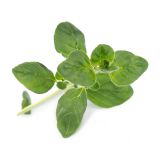 Veritable Lingot Oregano BIO