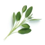 Veritable Lingot Salbei BIO