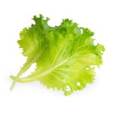 Veritable Lingot Kopfsalat BIO