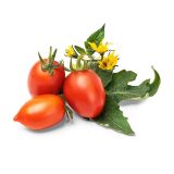 Veritable Lingot rote Kirschtomate