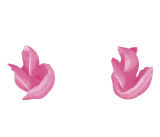 St�dter Rosent�lle geschwungen - 2 Gr��en