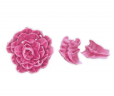 St�dter Chrysanthement�lle / Blattt�lle