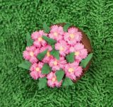 St�dter Nelkent�lle gezackt