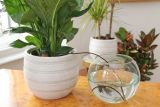 Blumat Classic Wasserspender fr Zimmerpflanzen